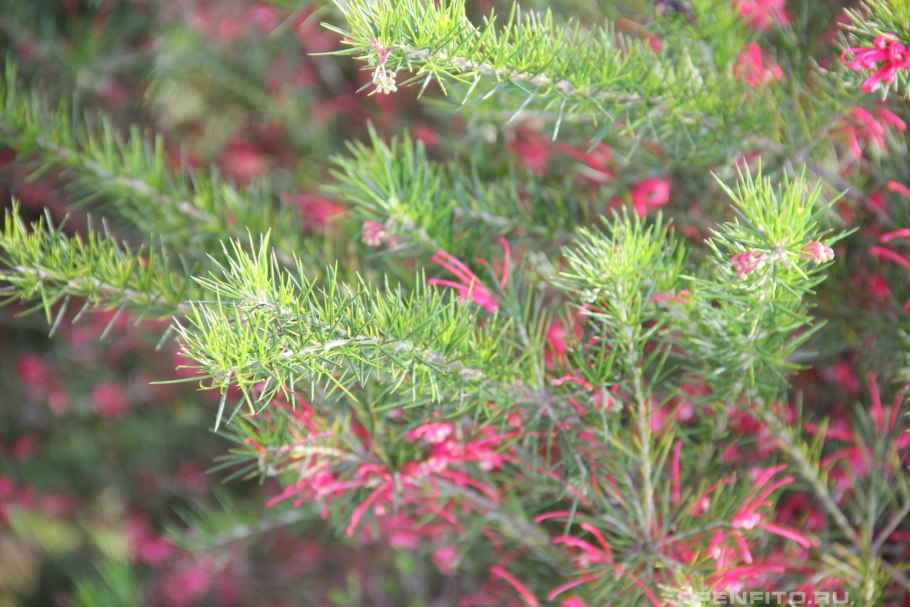 Гревиллея Альпийская