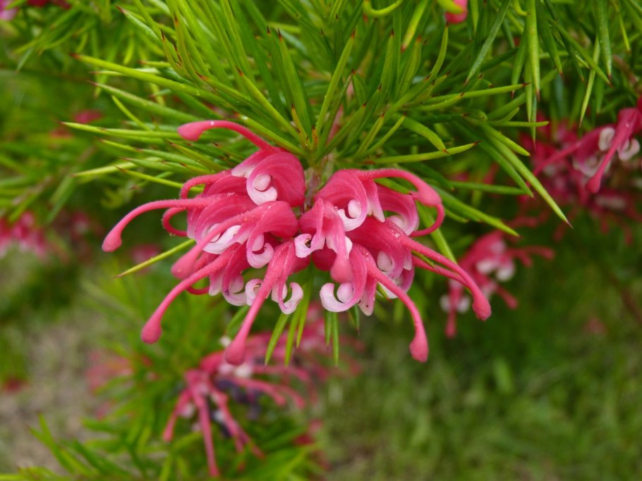 Гревиллея (Grevillea)