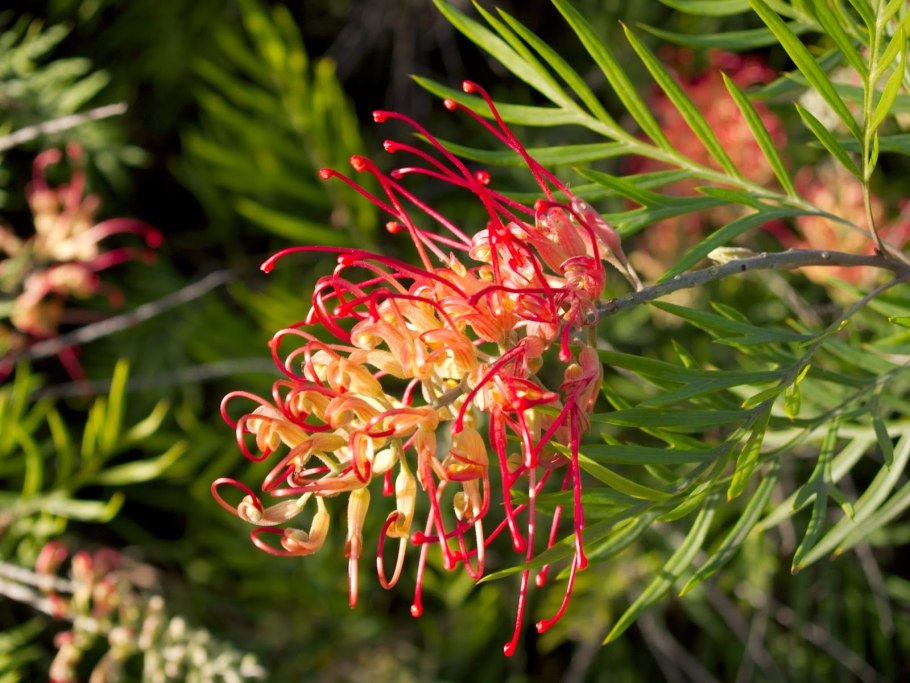 Grevillea juniperina