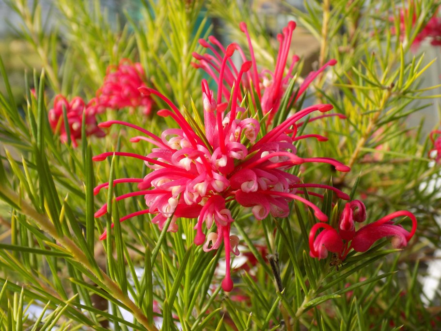 Гревиллея (Grevillea)