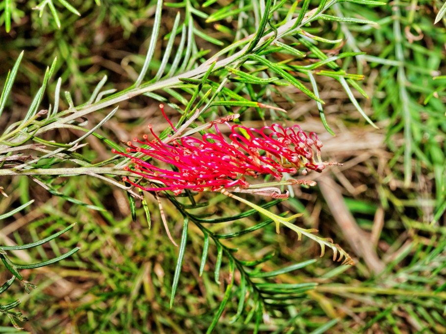 Гревиллея (Grevillea)