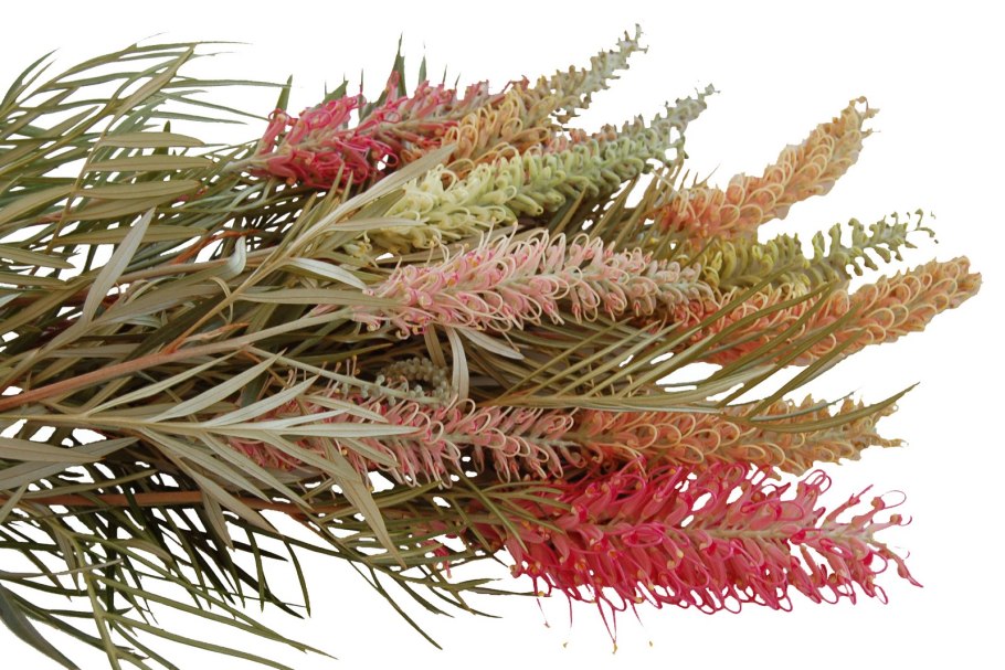 Гревиллея можжевеловая