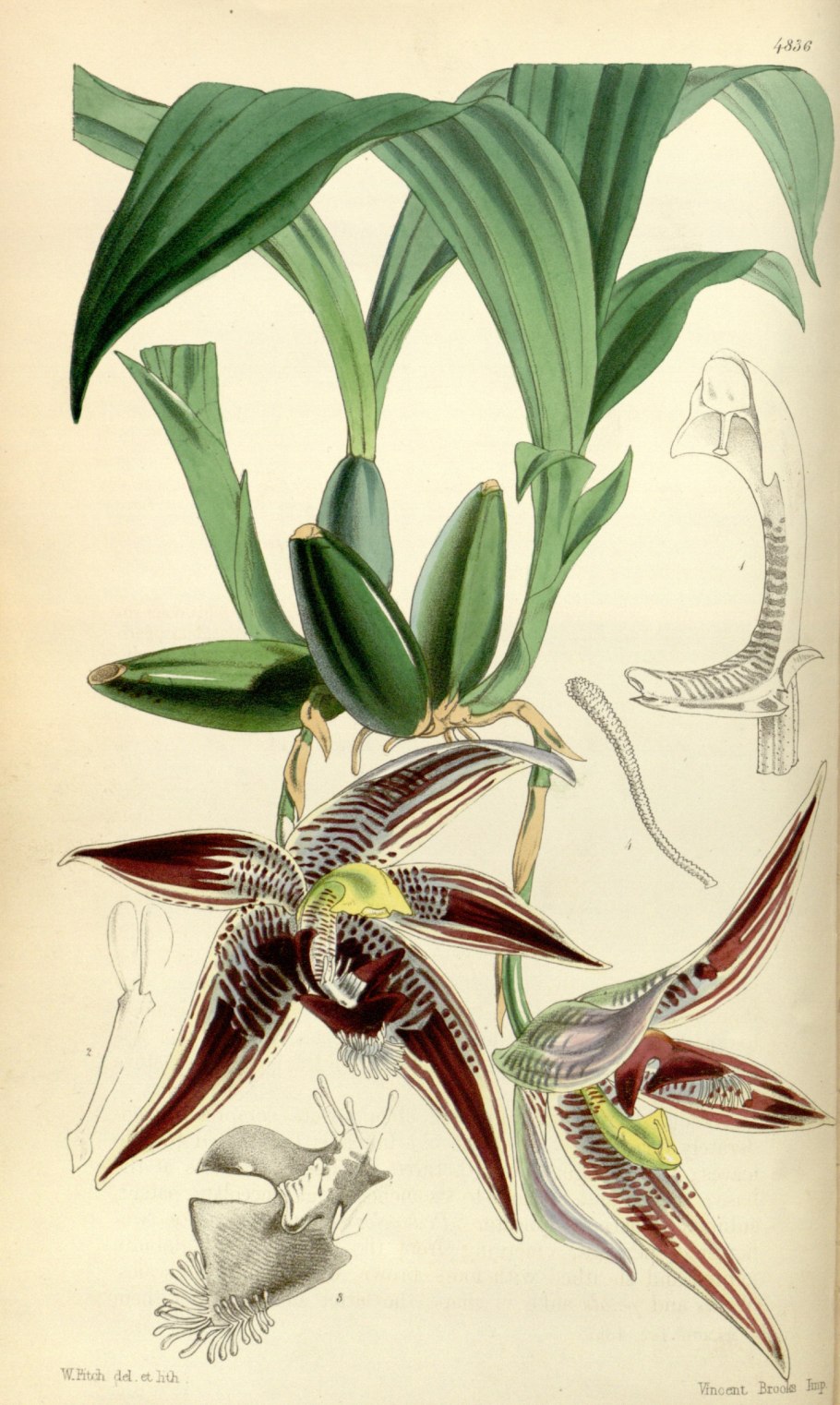 Орхидея Paphinia cristata