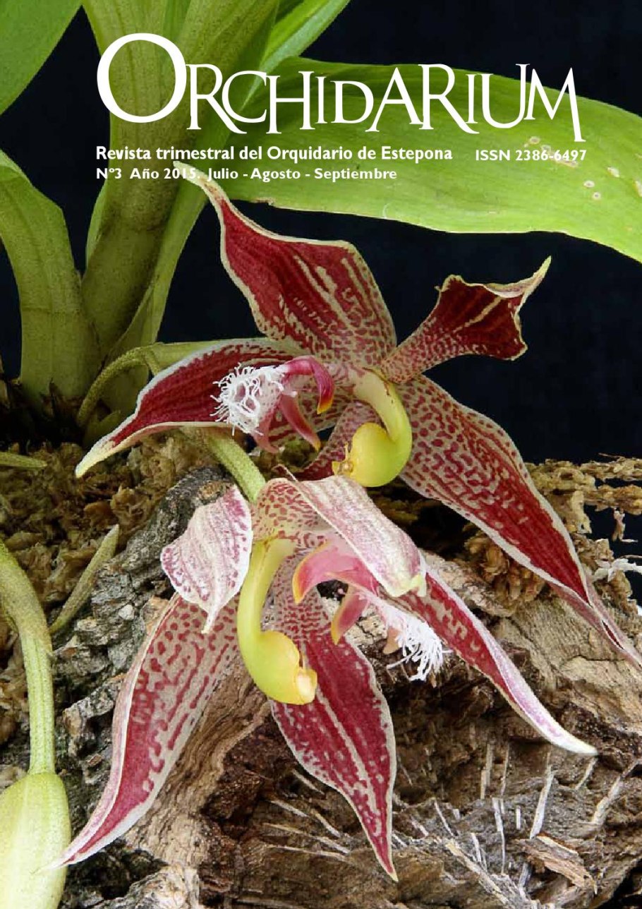 Орхидея Paphinia herrerae