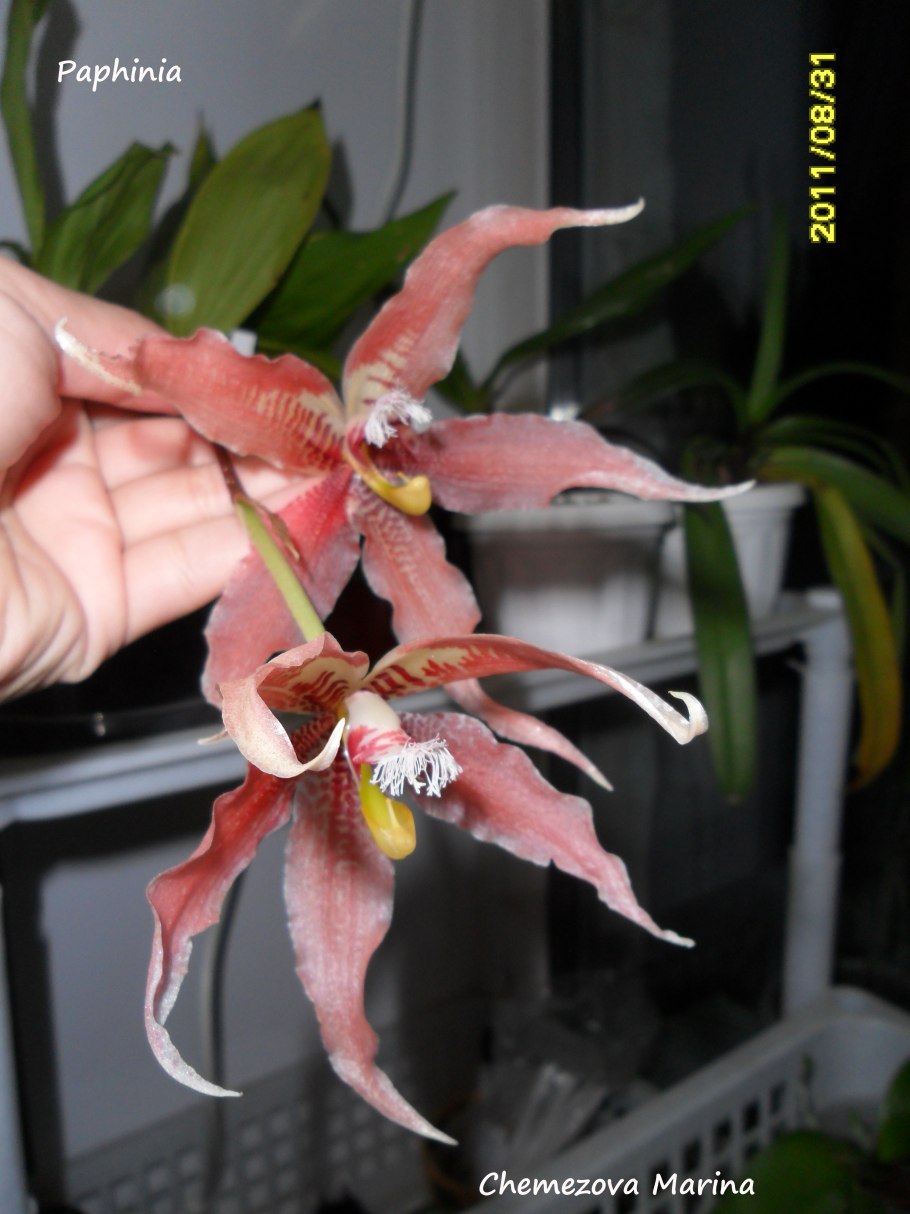 Орхидея Paphinia herrerae Alba