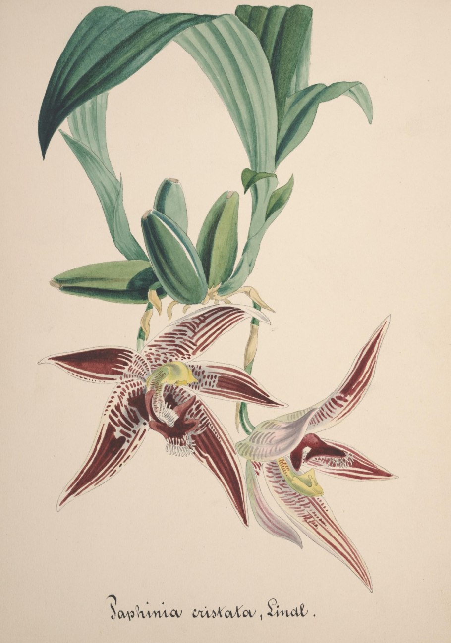 Chysis laevis Орхидея