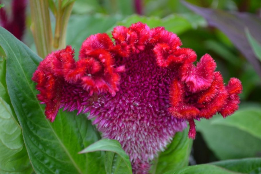 Пафиния не может раскрыть бутон