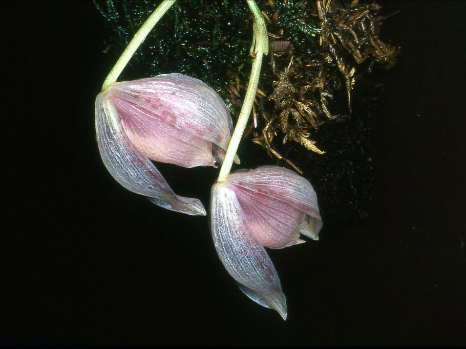 Paphinia posadarum