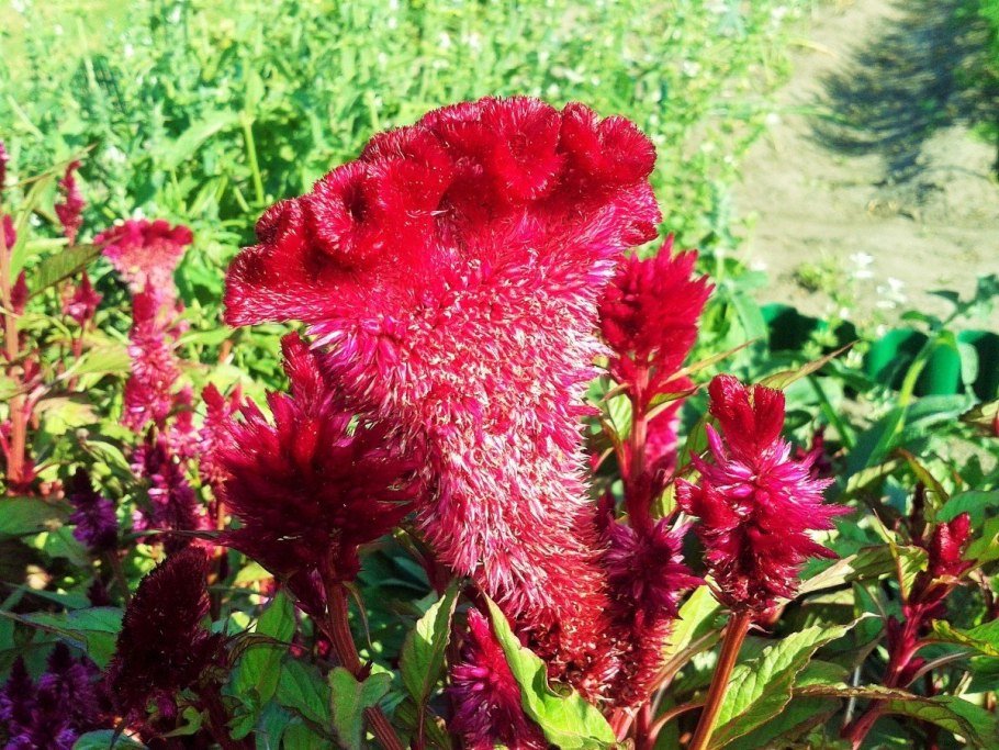 Coelogyne Multifolia