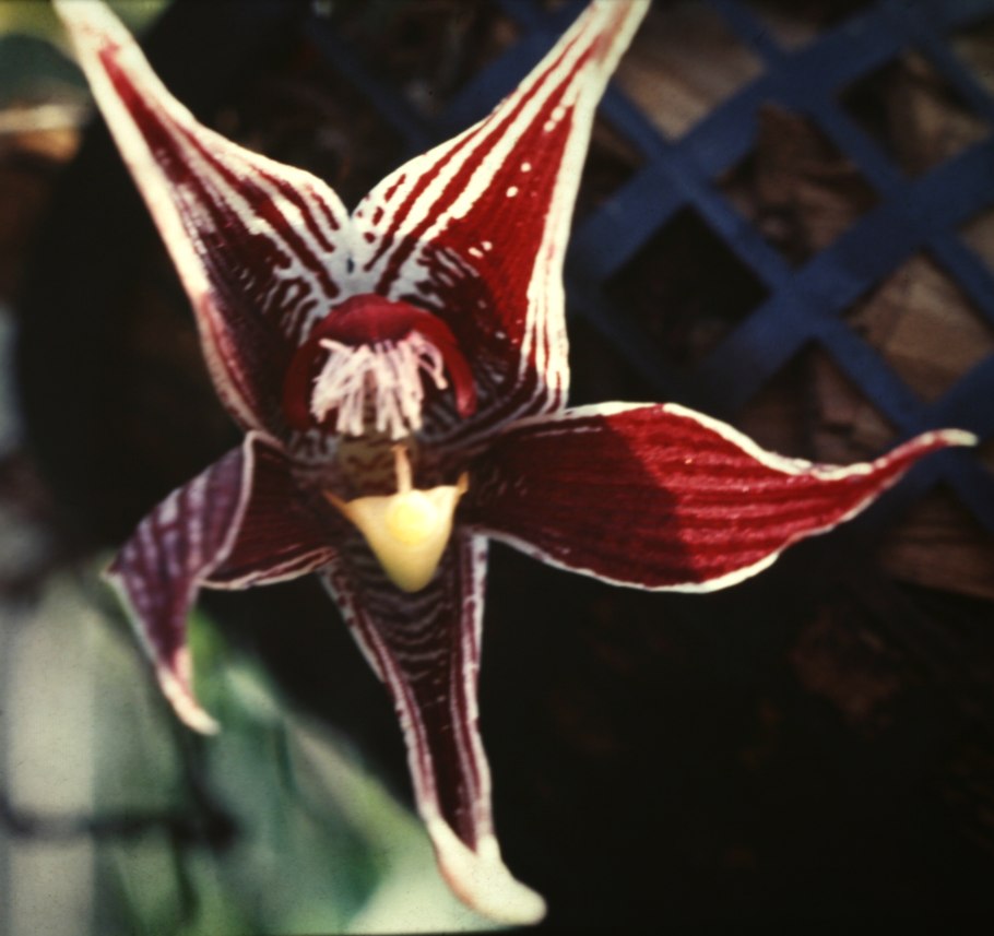 Орхидея Paphinia cristata