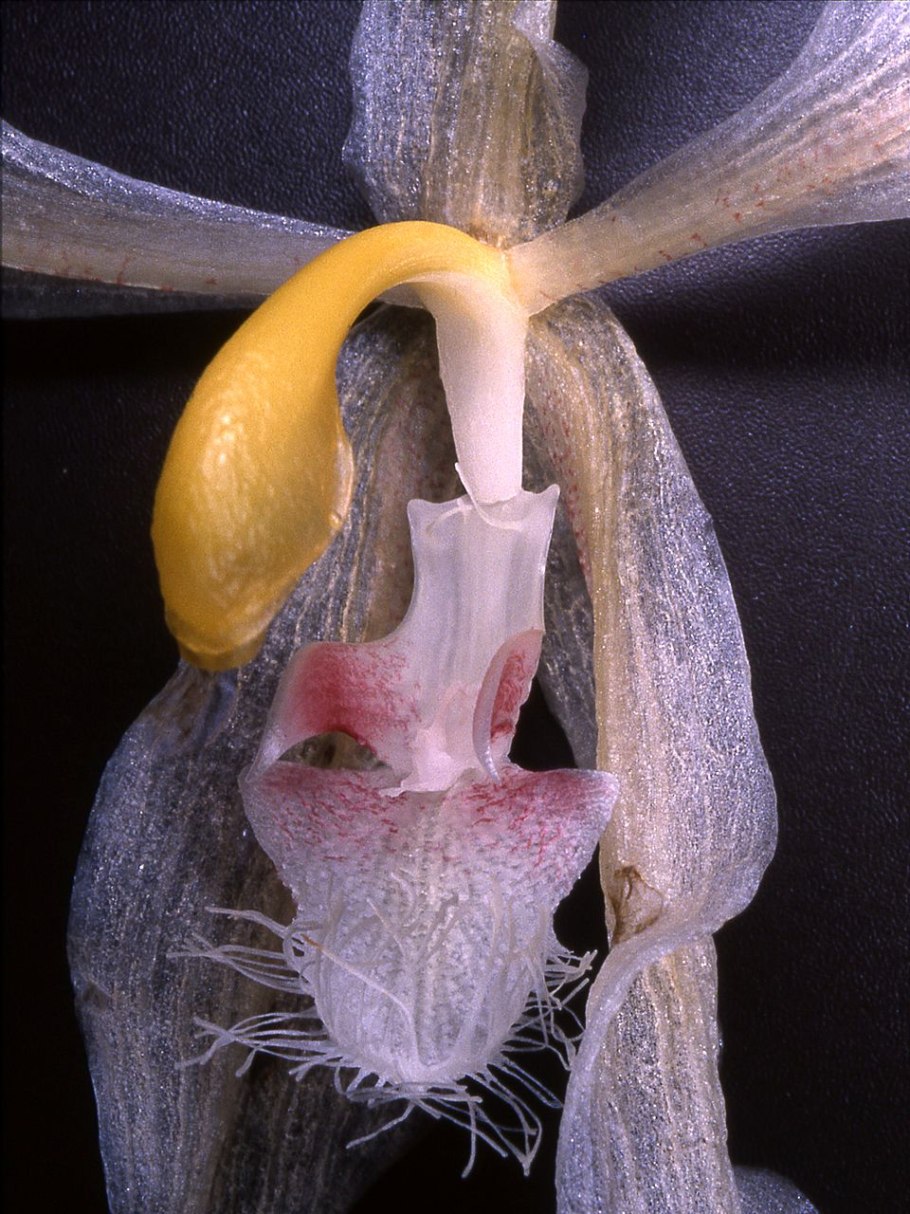 Пафиния не может раскрыть бутон