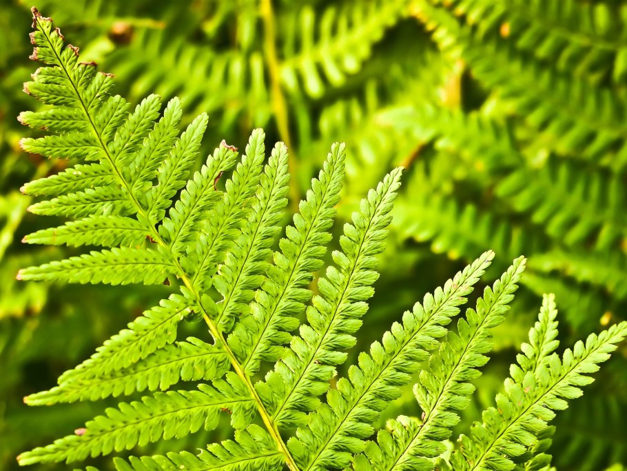 Диксония антарктическая