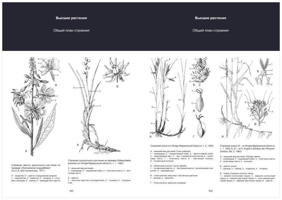 Светолюбивые растения примеры растений