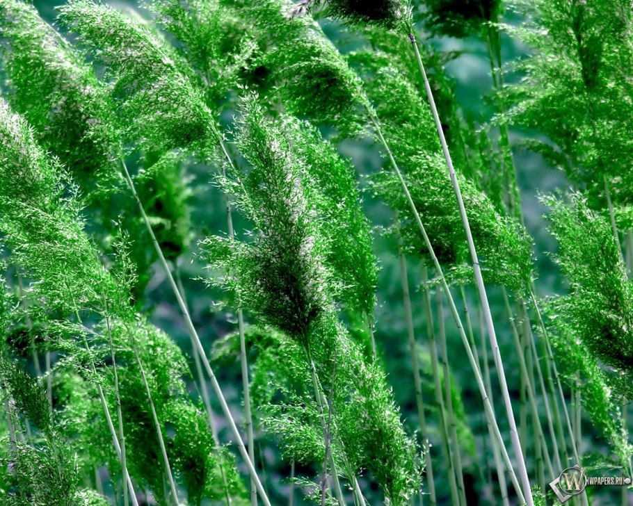 Первые высшие растения