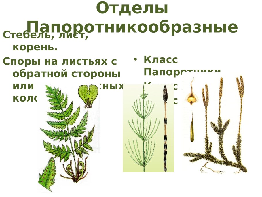 Высшие споровые растения строение