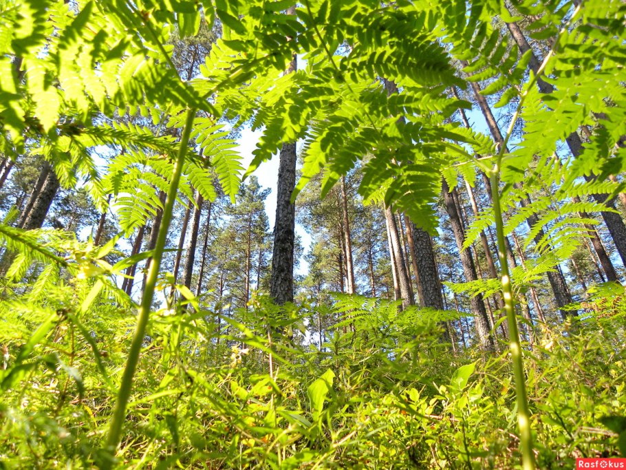 Папоротниковидные споровые растения