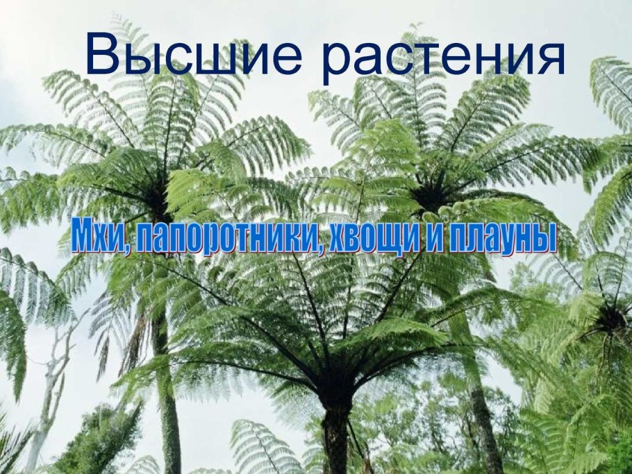 Виды папоротников 3 класс окружающий мир