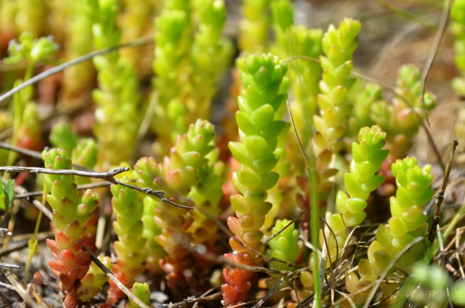 Седум sedum sarmentosum