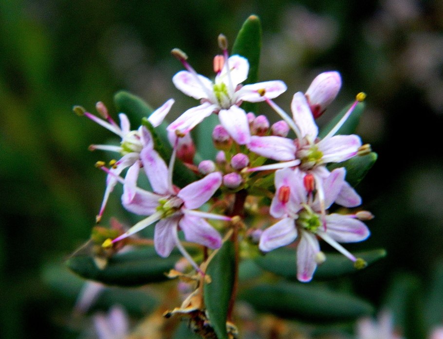 Агатосма Берёзовая фото