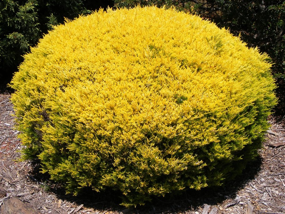 Buchu растение