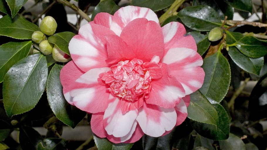 Голаррена мягкая дерево