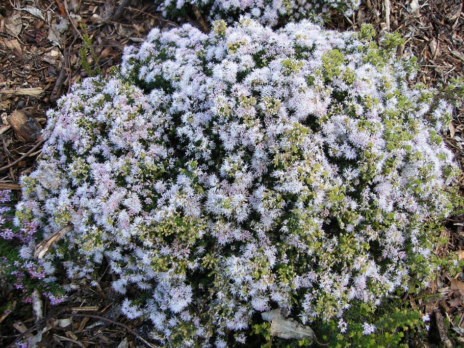 Agathosma betulina