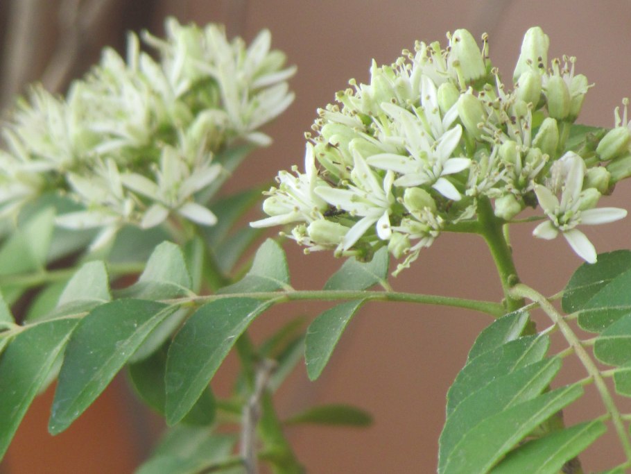 Баросма Березовая