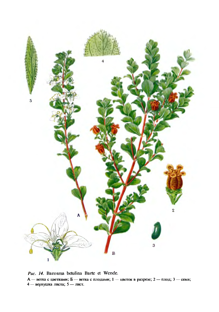 Buddleja crispa