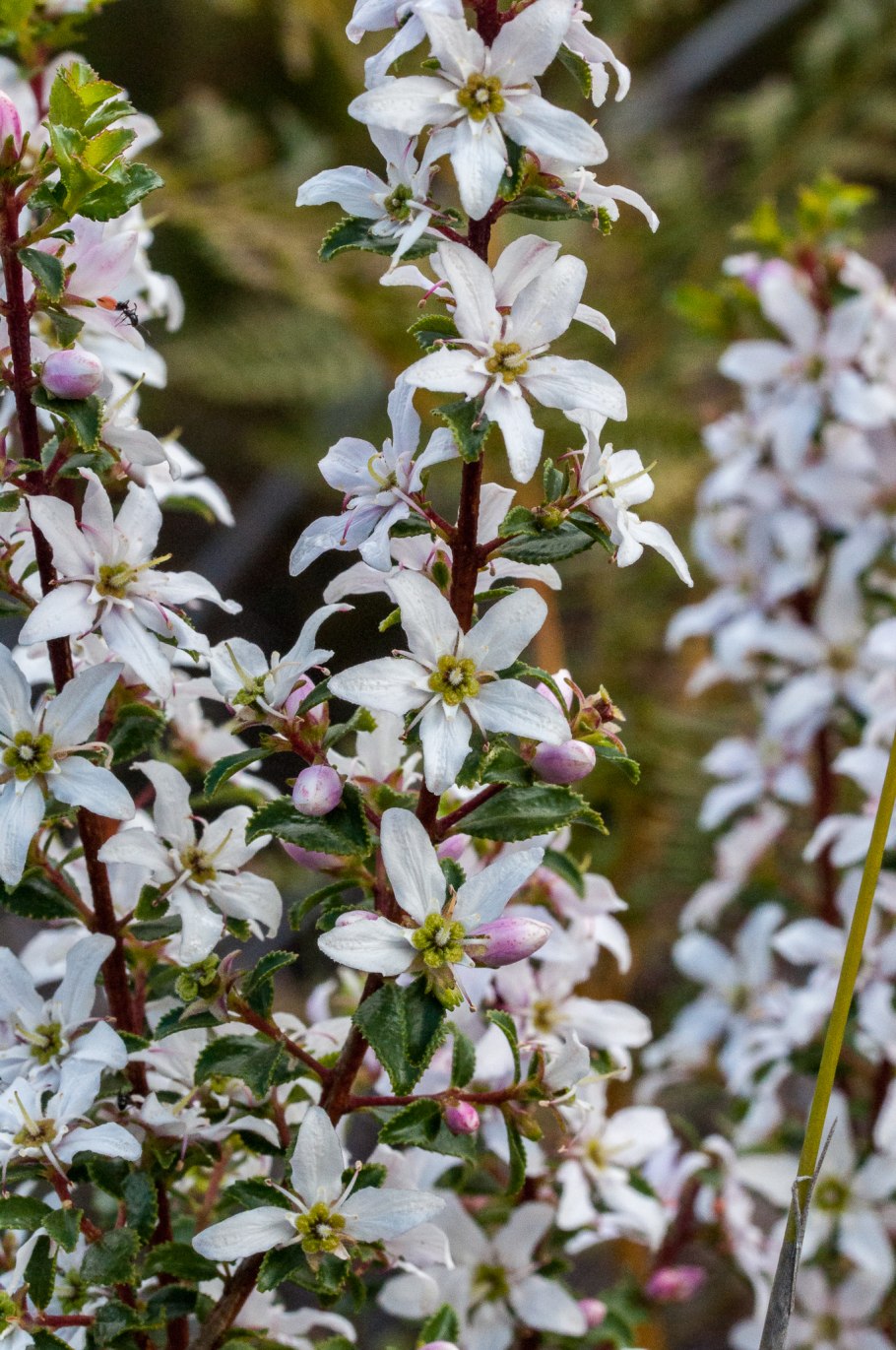 Агатосма Берёзовая