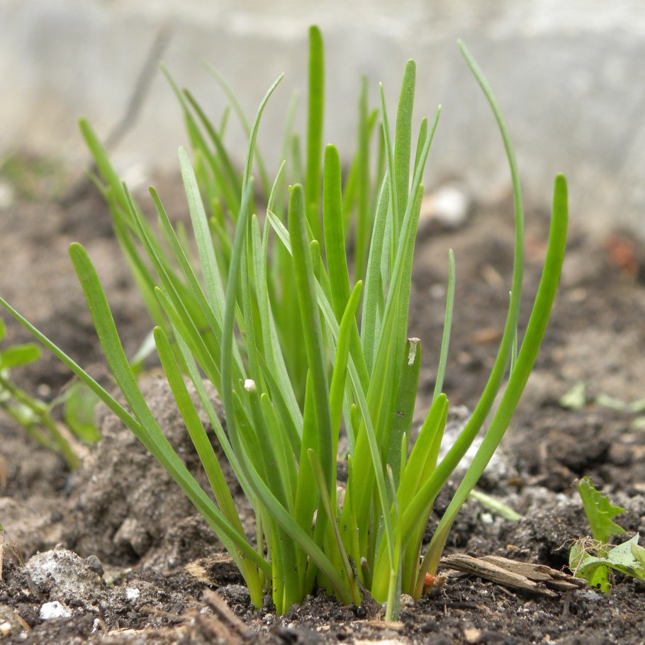 Карбюратор leader pz19jb