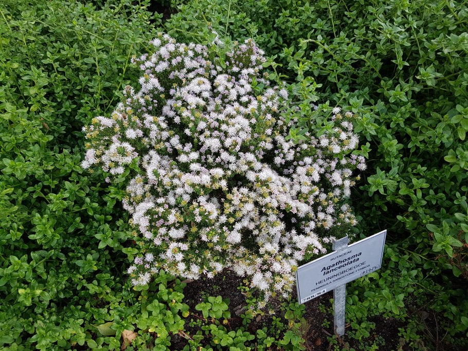 Гарден капес