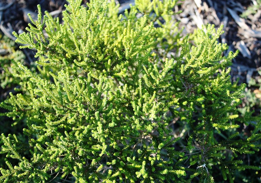 Агатосма Берёзовая