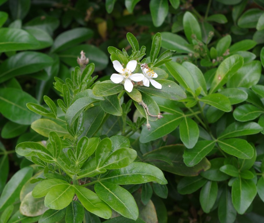 Агатосма растение