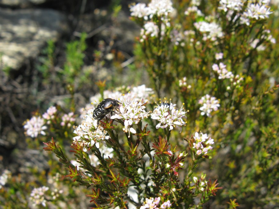 Бучу растение