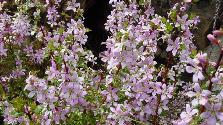 Баросма Березовая