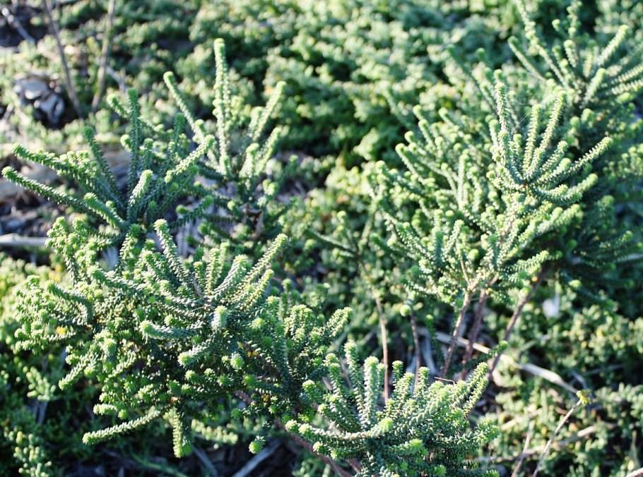 Бучу (Agathosma betulina)