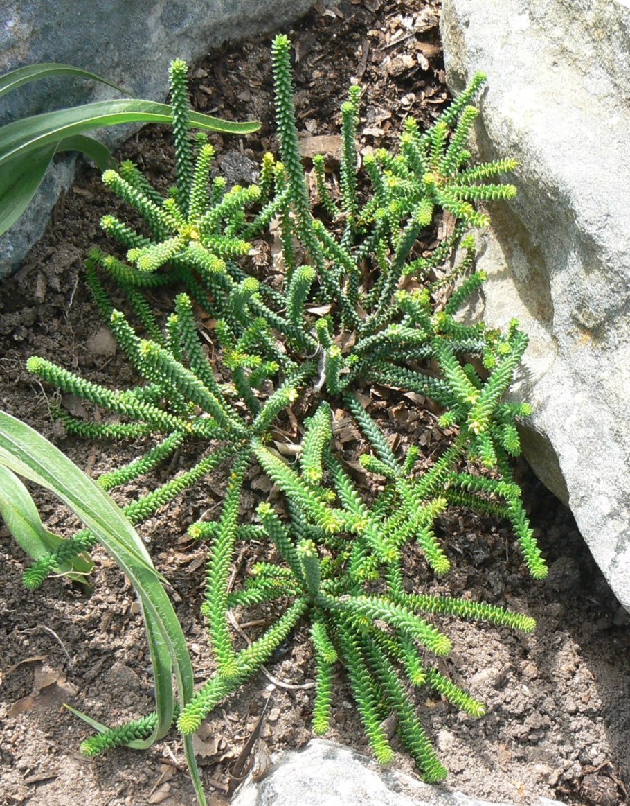 Стилосантес бифлора фото