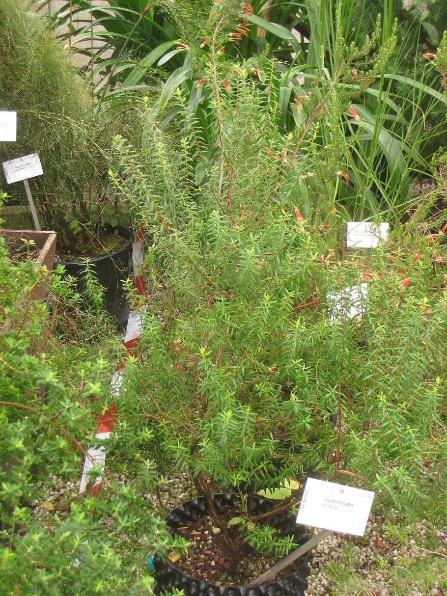 Buchu трава Корея