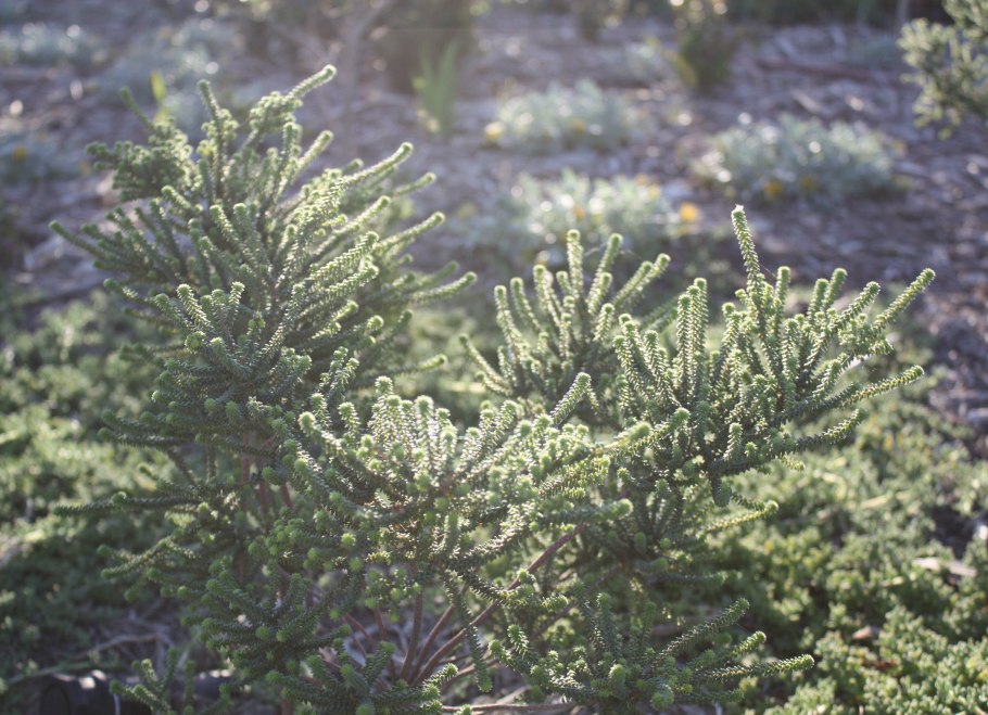 Buchu трава Корея