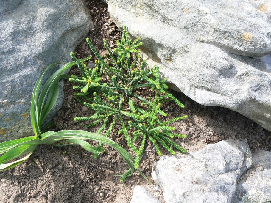 Coleonema pulchellum уход в домашних условиях