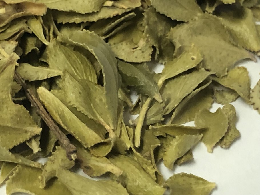 Buddleja stenostachya