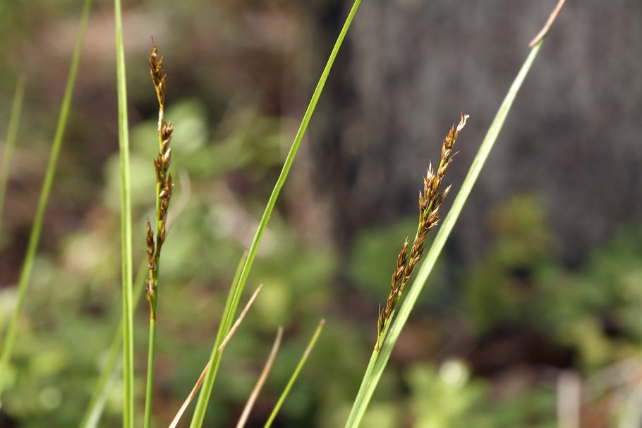 Осока Мертенса (Carex mertensii)