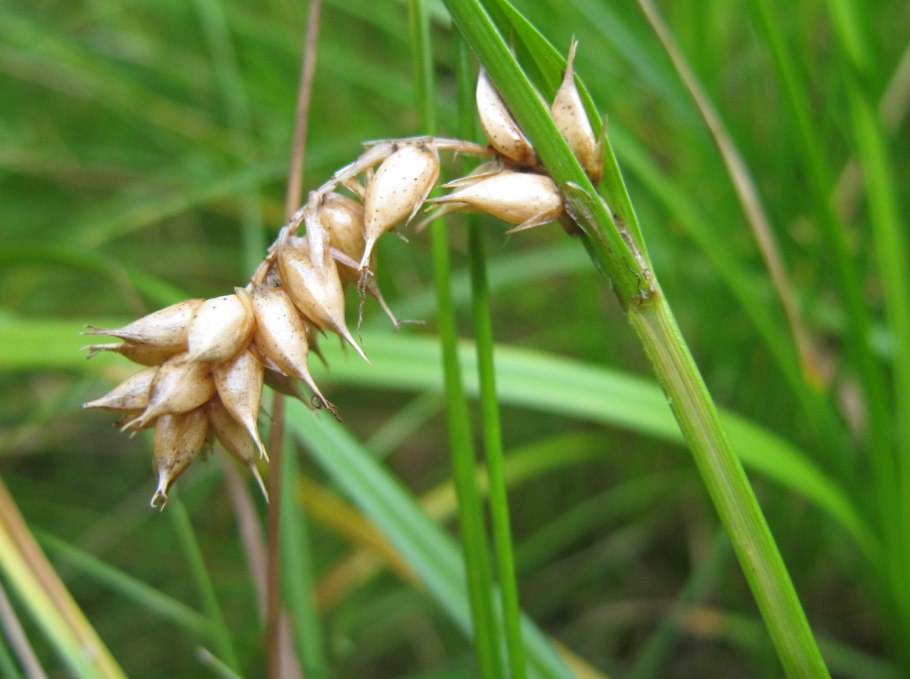 Carex vesicaria l. Осока пузырчатая
