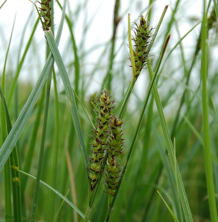 Осока гладконосая (Carex leiorhyncha)