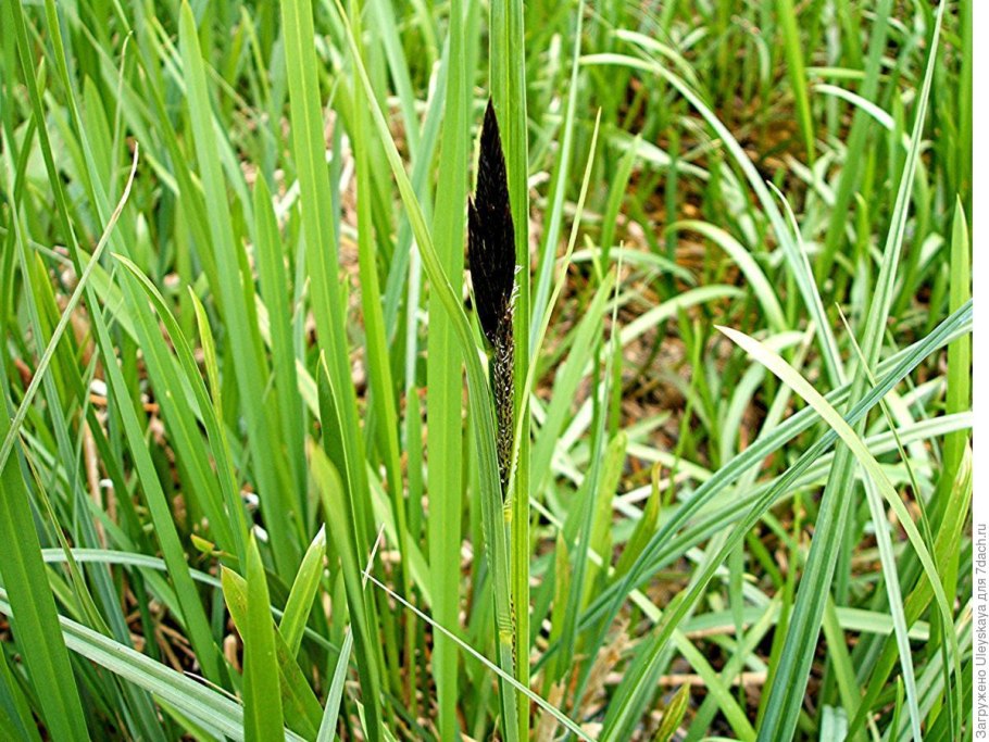 Осока Крылатая (Carex elata )