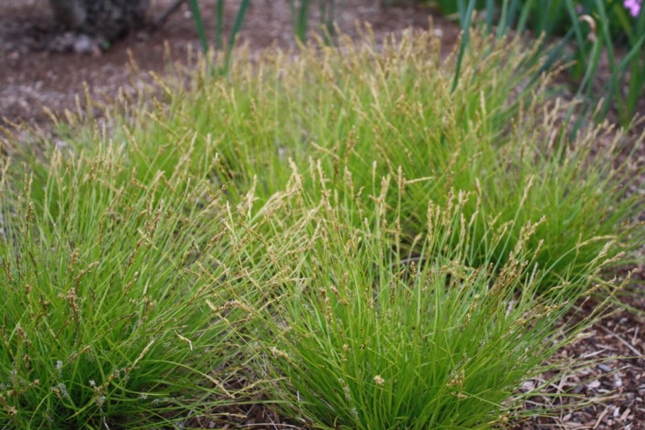 Осока Уссурийская