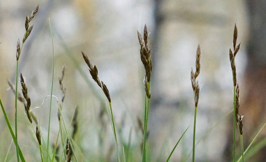 Осока теневая Carex umbrosa