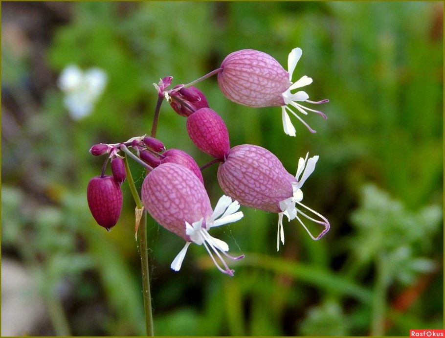 Silene jailensis