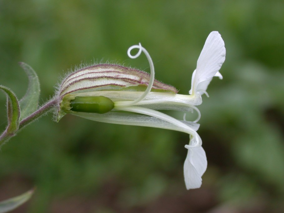 Silene latifolia смолёвка белая