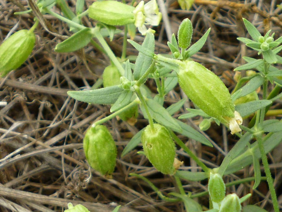 Смолёвка обыкновенная осознание во сне